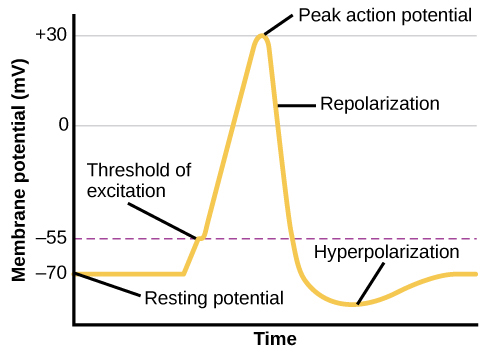 Graph of action potential - membrane voltage in mV is plotted against time. The action potential begins at -70 mV the resting potential. It then shows a small increase to the threshold of excitation at -55 mV and then a steep positive increase. The peak of the action potential is at +30 mV - the dow.nward return to baseline is labeled repolarization. The voltage dips below the resting potential briefly (hyperpolarization) before returning to baseline