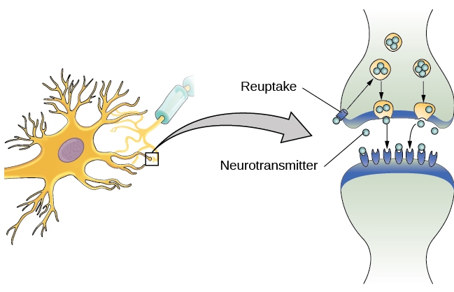 Picture of neuron on left and close up of synapse on right. The presynaptic cell has vesicles of neurotransmitter with arrows indicating that they are traveling to the cell membrane - some are fused with the membrane and are releasing their contents into the synapse. Some of the neurotransmitters are binding with receptors on the post-synaptic cell. Some of the NT is being taken back up into the pre-synaptic cell (labeled Reuptake)