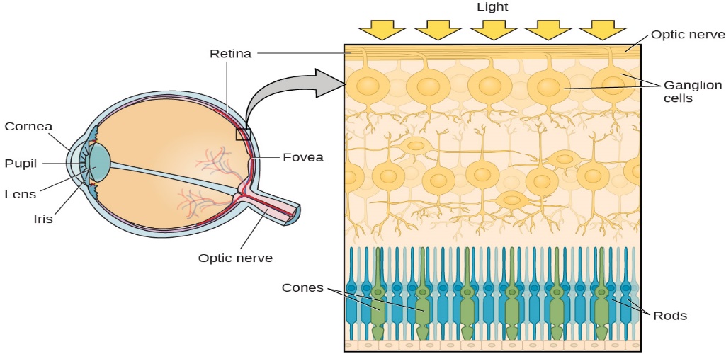 This illustration shows light reaching the optic nerve, beneath which are Ganglion cells, and then rods and cones.