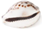 Cowrie shell