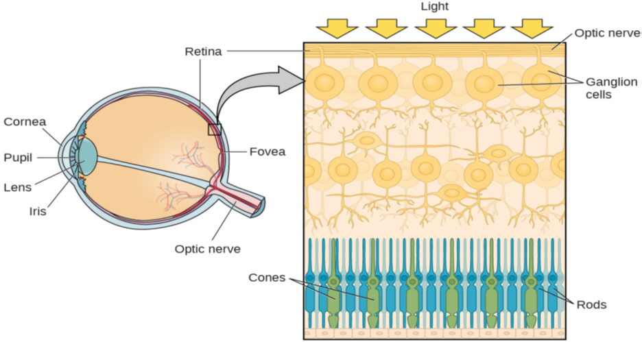 This illustration shows light reaching the optic nerve, beneath which are Ganglion cells, and then rods and cones.