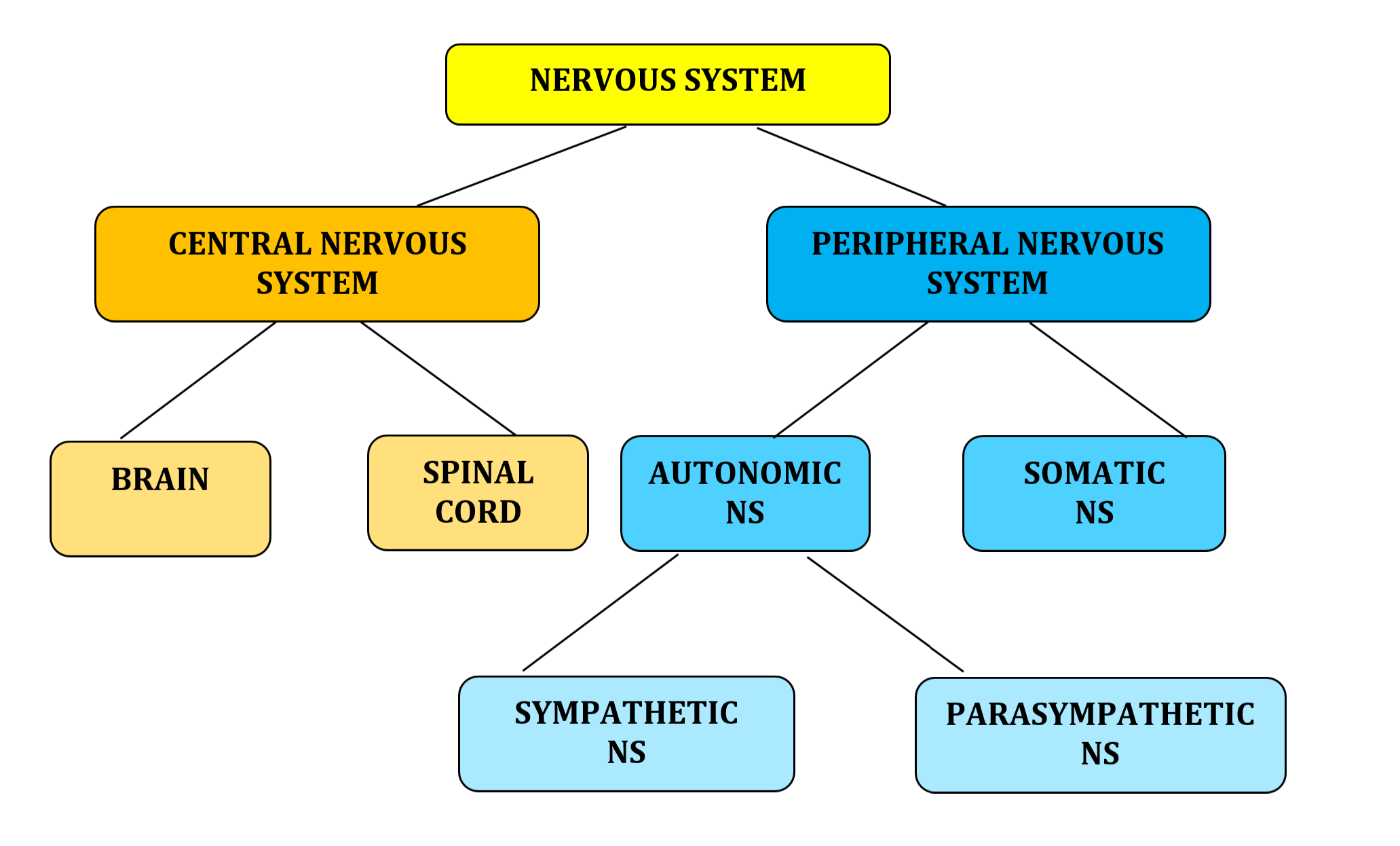 1.5 Organization of the Nervous System – Sensation and Perception