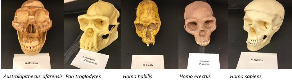 Cranial and facial bone replicas of (from left to right) Australopithecus afarensis, Pan troglodytes, Homo habilis, Homo erectus, and Homo sapiens; Homo sapiens having the largest braincase