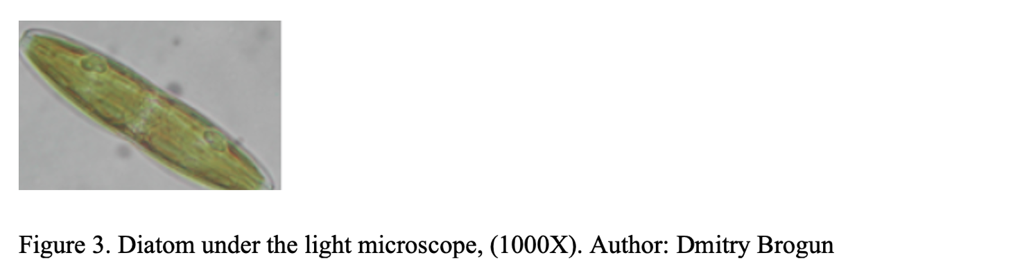 Figure 3. Diatom under the light microscope, (1000X). Author: Dmitry Brogun Green sigar shape cell.