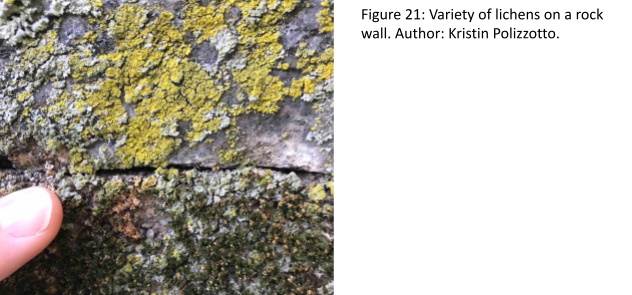 Rock wall with a person's index finger pointing to a variety of small, encrusting lichens in a range of colors including light gray, dark green, orange, and yellow-green.