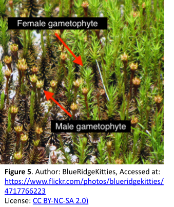 Close-up view (approximately 20x) of green moss gametophytes with male and female gametophytes labeled. The male gameotphyte has a rosette-shaped structure at the tip, while the female gametophyte lacks this structure.