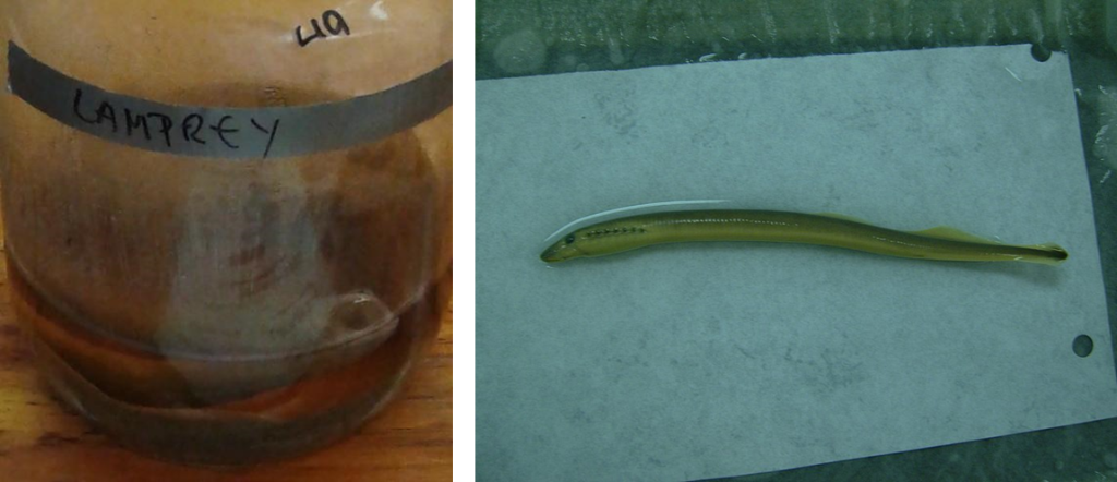 On the left, a preserved lamprey specimen in a jar; on the right, a freshly caught lamprey specimen on a sheet of paper