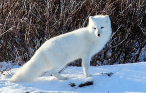 Photograph of an Arctic fox, a canine animal with white fur, shown standing in the snow in front of gray branches of a shrub.