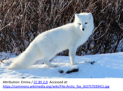 Photograph of an Arctic fox, a canine animal with white fur, shown standing in the snow in front of gray branches of a shrub.