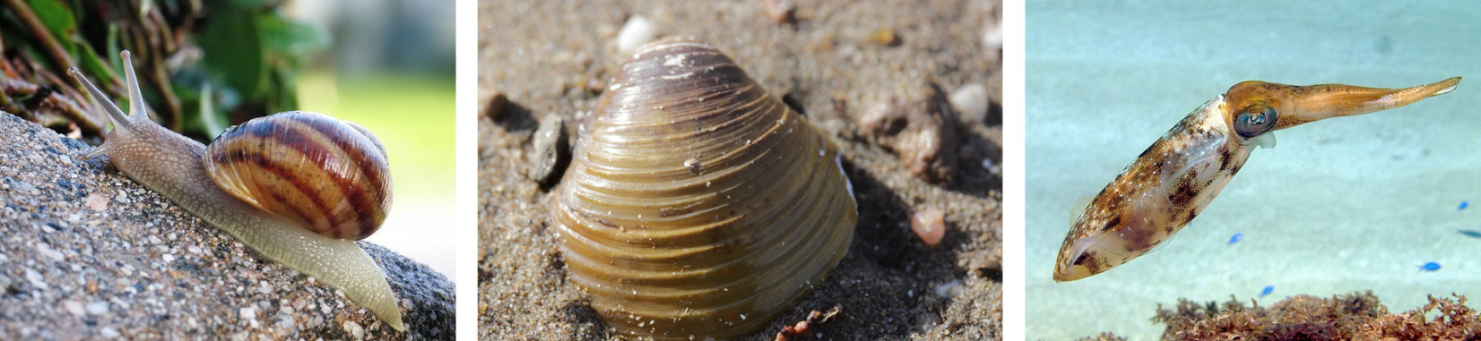The picture is a part of question number 2 in the Mollusca section. From left to right, there are three morphological variations of the phylum Mollusca: Gastropoda, Bivalvia (Pelecypoda), and Cephalopoda. A common snail variety is used to represent Gastropoda. The common snail has a shell that is tan with brown stripes. It is crawling on a stone. An Asian clam is used to represent Bivalvia. The Asian clam is tan with ridges that move from left to right, giving a textured striped pattern. The Asian clam is on a beach surrounded by pebbles. Lastly, a Caribbean reef squid is used to represent Cephalopoda. The Caribbean reef squid is tan with brown spots found on the mantle. It is swimming in light blue water where you see the shadow of other fish swimming.