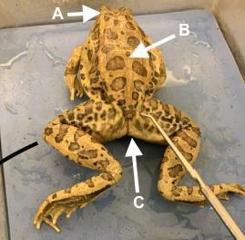 Dorsal view of a frog on a tray as seen from the rear