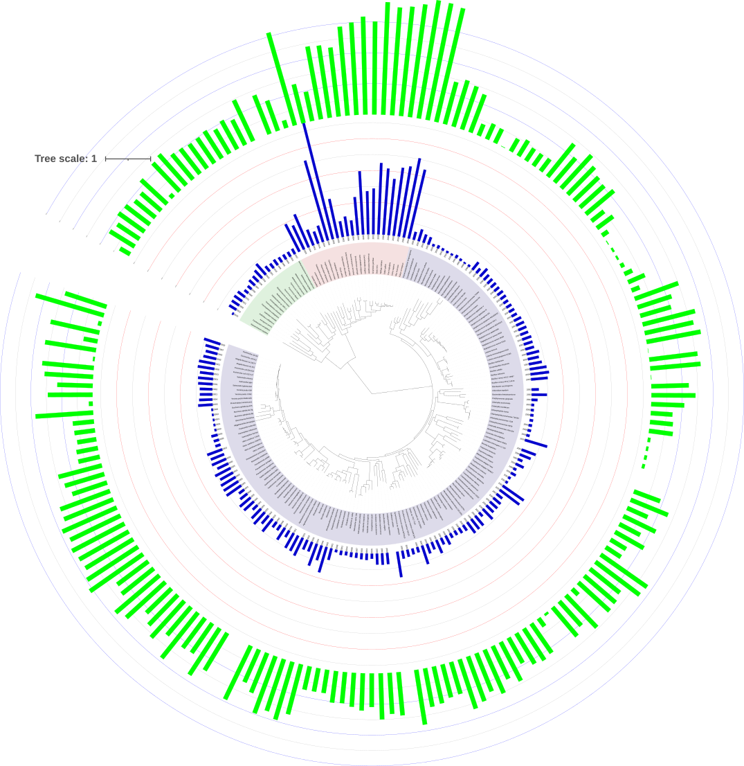 An image depicting the phylogenetic Tree of Life. The tree is depicted as a circle. The root of the tree represents the ancestral lineage, and the tips of the branches represent the descendants of that ancestor. As you move from the root to the tips, you are moving forward in time. Tree legend ranges from Green for Archaea, Purple for Bacteria and Pink for Eukaryota. The tree depicted as circle with branches outword ending with the names of organisms from the three domains of life. Data analysis after (Letunic and Bork 2019), visualization via iTOL https://itol.embl.de. Author Dmitry Brogun.