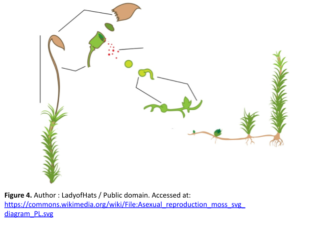 A diagram showing the stages of the life cycle in a moss. On the left is a tall stalk, green and frond-like at the base, with a thin brown stalk extending from the tip. The tip is an oblong, brown structure. In the next sstage, this brown structure opens to release small red-colored dots. In the next stage, these dots are shown sprouting into a thin, green, horizontal strand. Finally, the last stage shows taller green frond-like strcutures growing from the horizontal strand.