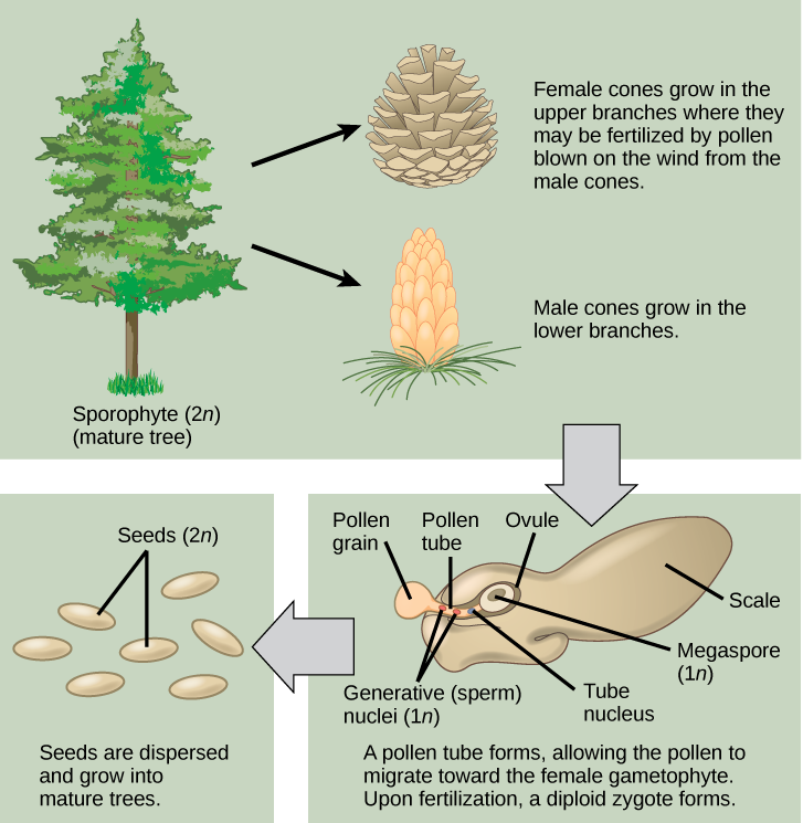 The life cycle of a gymnosperms. Morphological differences between the female and male cones are shown in top panel. The bottom panel depicts the germination of a pollen tube from a pollen grain, and its extension to the ovule. A mature seed is also shown.