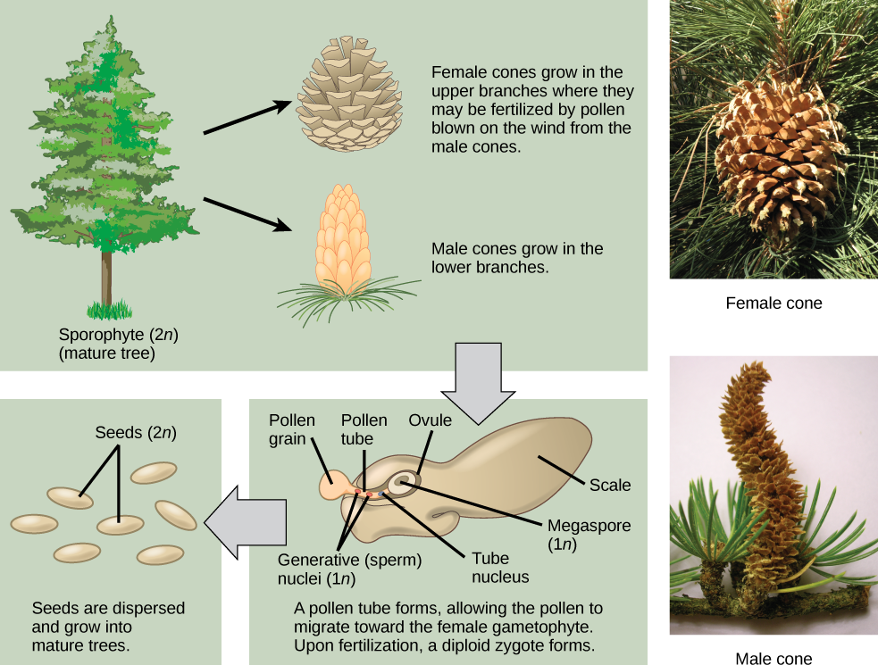 Figure 3 depicting the life cycle of a gymnosperms. Morphological differences between the female and male cones are shown in top panel. The bottom panel depicts the germination of a pollen tube from a pollen grain, and its extension to the ovule. A mature seed is also shown.
