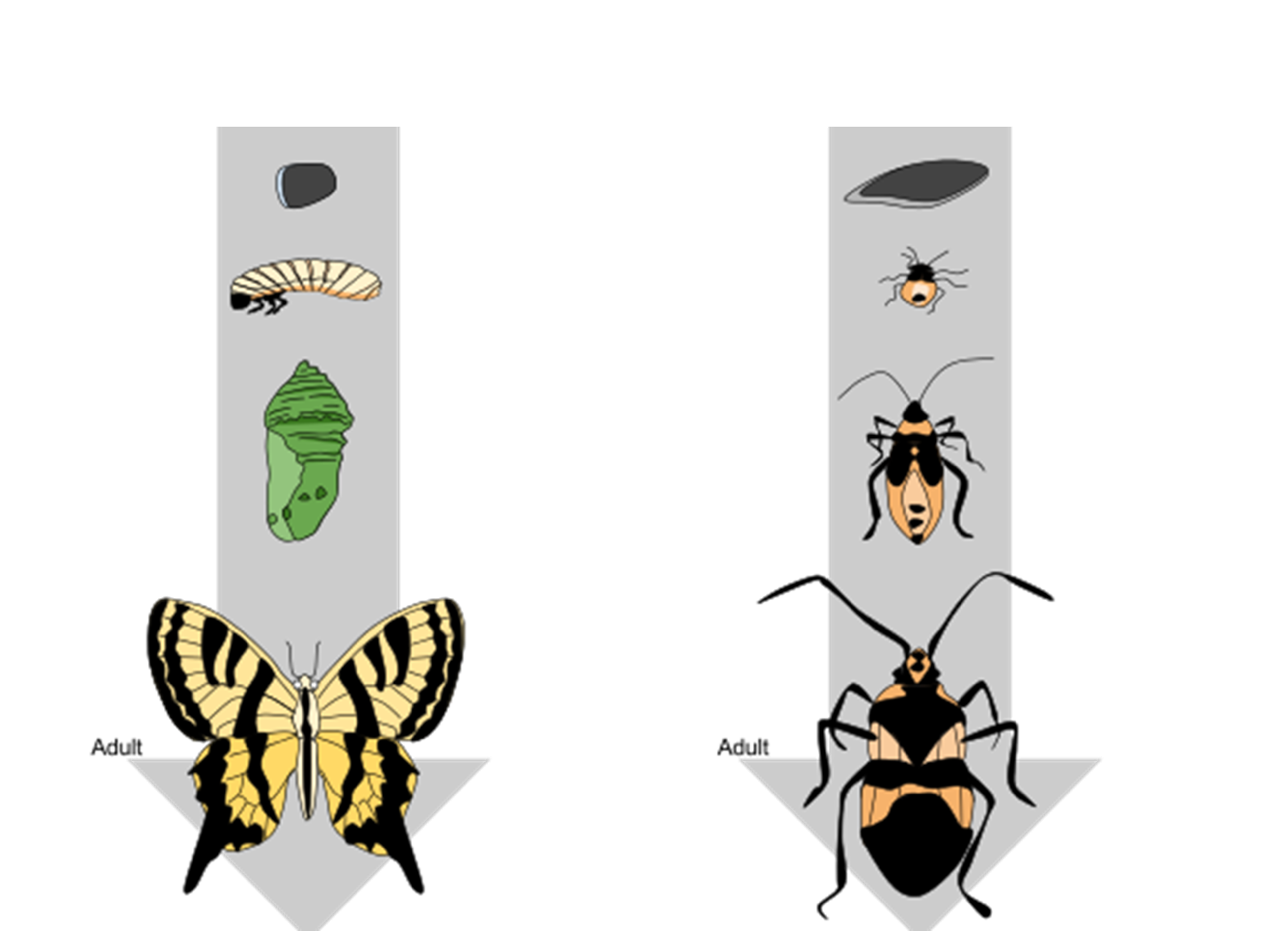 The picture is a part of question number 5 in the Arthropoda section. The picture is a drawing that depicts an unlabeled diagram of arthropod metamorphosis: on the left are the stages of butterfly metamorphosis, and on the right are the stages of beetle metamorphosis.