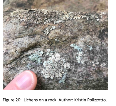 Photo of a rock with a person's index finger pointing to several tiny, encrusting lichens in a range of colors from light gray to blue-green.
