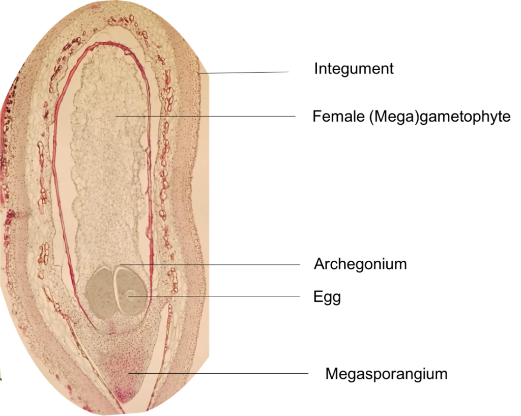 A compound microscope image of a pine ovule showing from the bottom to the top the megasporangium, egg, archegonium, megagametophyte and integument.