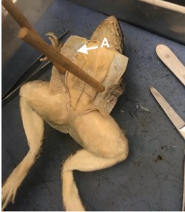 Ventral view of a frog with its skin peeled back