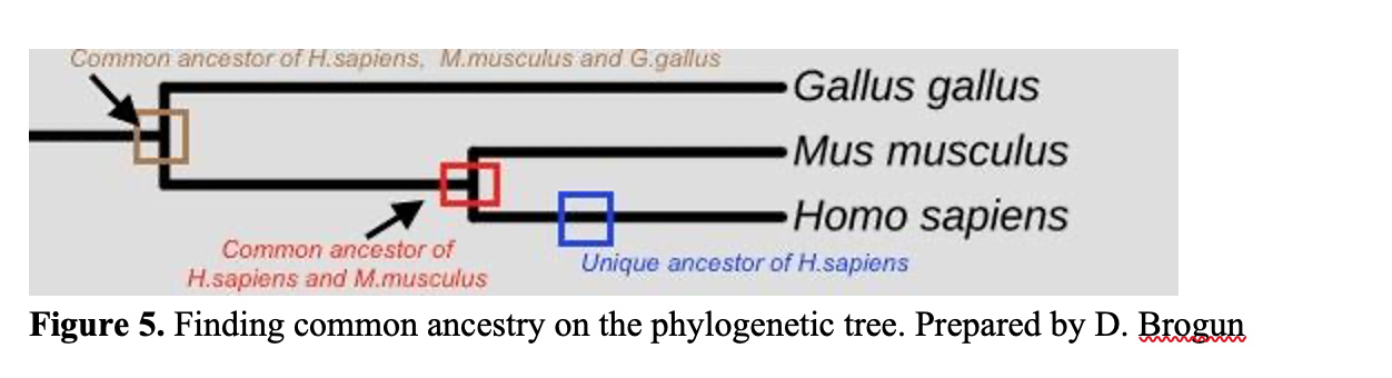 Figure 5. Illustrating the process of finding a common ancestry on the phylogenetic tree. Prepared by Dmitry Brogun. Horizontal lines connected via vertical lines period at the end of each horizontal line there is a name of an organism. Starting from the top chicken, mice, and humans.  Names of organisms are listed on the right side of the phylogenetic tree.  Organisms' names are enclosed by the red square rectangle, which is indicated by an arrow as descendants. Figure 5 it's a snapshot of the zoom-in of figure 2. It presented by three branches on the phylogenetic tree indicating ancestral lineage by the line from left to right connected to the vertical line that then connected to two horizontal lines.  The point of connection is squared by the gold rectangle indicating a common ancestor between chicken, mice, and humans.  The next point of connection is squared by the red rectangle indicating a common ancestor between mice and humans.  The blue rectangle on the horizontal line illustrating the unique human ancestor.