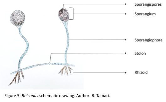 Figure 5. Illustrating the process of finding a common ancestry on the phylogenetic tree. Prepared by Dmitry Brogun. Horizontal lines connected via vertical lines period at the end of each horizontal line there is a name of an organism. Starting from the top chicken, mice, and humans.  Names of organisms are listed on the right side of the phylogenetic tree.  Organisms' names are enclosed by the red square rectangle, which is indicated by an arrow as descendants. Figure 5 it's a snapshot of the zoom-in of figure 2. It presented by three branches on the phylogenetic tree indicating ancestral lineage by the line from left to right connected to the vertical line that then connected to two horizontal lines.  The point of connection is squared by the gold rectangle indicating a common ancestor between chicken, mice, and humans.  The next point of connection is squared by the red rectangle indicating a common ancestor between mice and humans.  The blue rectangle on the horizontal line illustrating the unique human ancestor.