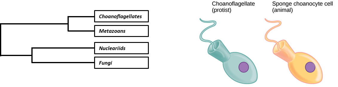 The image shows two pictures that depict either the evolutionary or morphological relationship between Choanoflagellates and Metazoans. The first picture shows an evolutionary relationship as a phylogenetic tree, which shows the relationship between the Choanoflagellates, Metazoans, Nucleariids, and Fungi. There are two lineage splits that depict Choanoflagellates and Metazoans' close relatedness versus the relatedness between Nucleariids and Fungi. The second picture shows the morphological similarities between the Choanoflagellates and Sponge choanocyte (Metazoan cell).