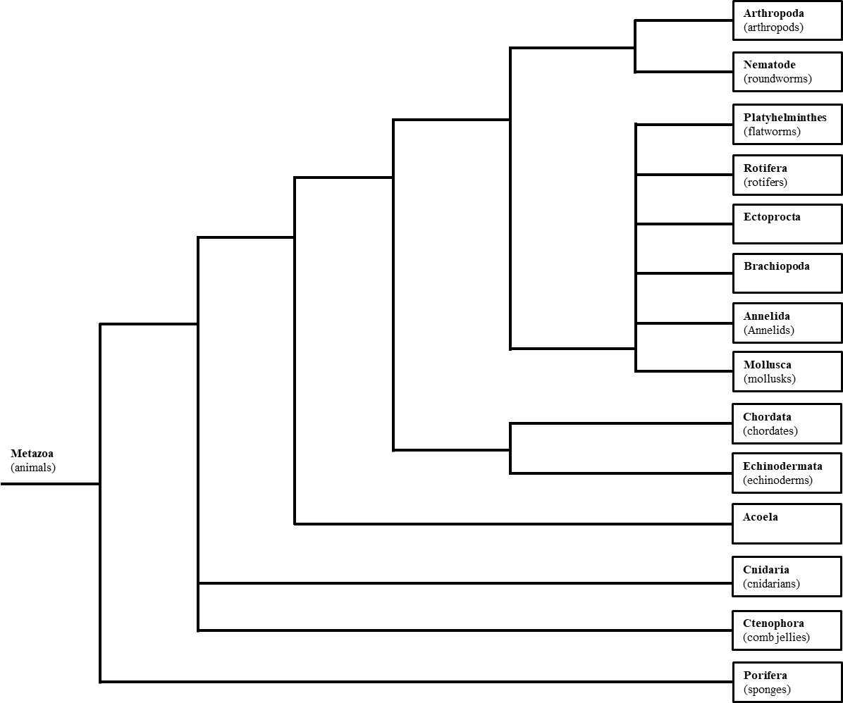 The picture is a diagram that depicts a complete phylogenetic tree for the kingdom Animalia. There is a common ancestor for all member of the Animal kingdom called the Metazoa on the far left of the diagram. Multiple branches show lineage splits or speciation, which ultimately ends with all invertebrates and the vertebrates' common ancestor.