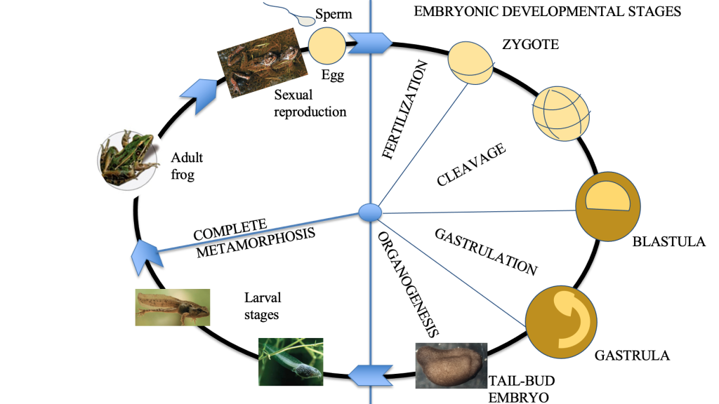 Diagram showing the cycle from sexual reproduction, where sperm and egg meet (fertilization), to embryonic developmental stages (zygote to blastula to gastula to embryo), to larval stages, through complete metamorphosis to an adult frog, which continues the cycle through sexual reproduction