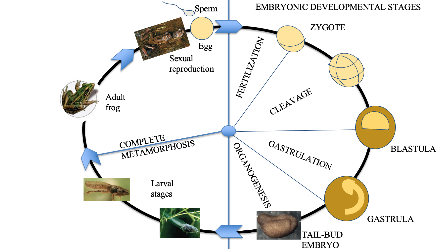 Diagram Description automatically generated