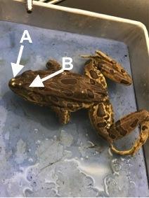 Dorsal view of a frog on a tray