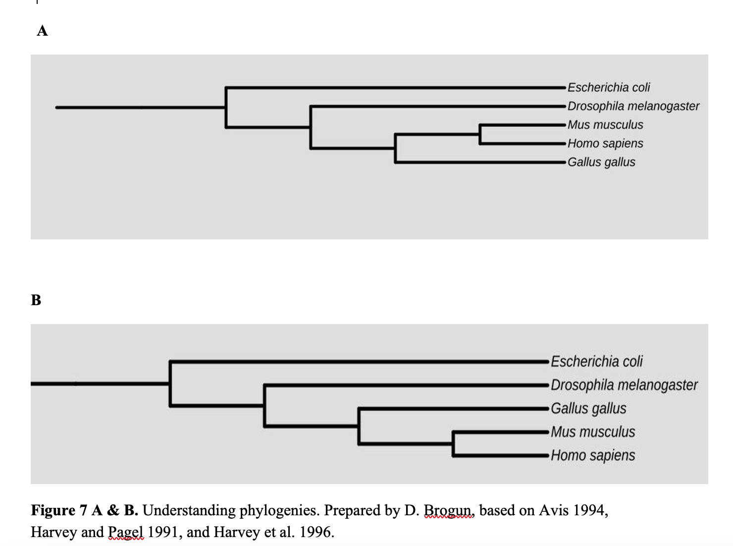 Figure 7 A and B. Depicting two phylogenetic trees, entitled Understanding phylogenies. Prepared by Dmitry Brogun, based on Avis 1994, Harvey and Pagel 1991, and Harvey et al. 1996. In part A, horizontal lines connected via vertical lines period at the end of each horizontal line there is a name of an organism. Starting from the top bacteria, Fruit fly, mice, humans, and chickens.  Names of organisms are listed on the right side of the phylogenetic tree.  In part B, horizontal lines connected via vertical lines period at the end of each horizontal line there is a name of an organism. Starting from the top bacteria, Fruit fly, chicken, mice, and humans.  Names of organisms are listed on the right side of the phylogenetic tree.