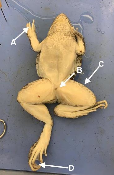 Ventral view of a frog on a tray