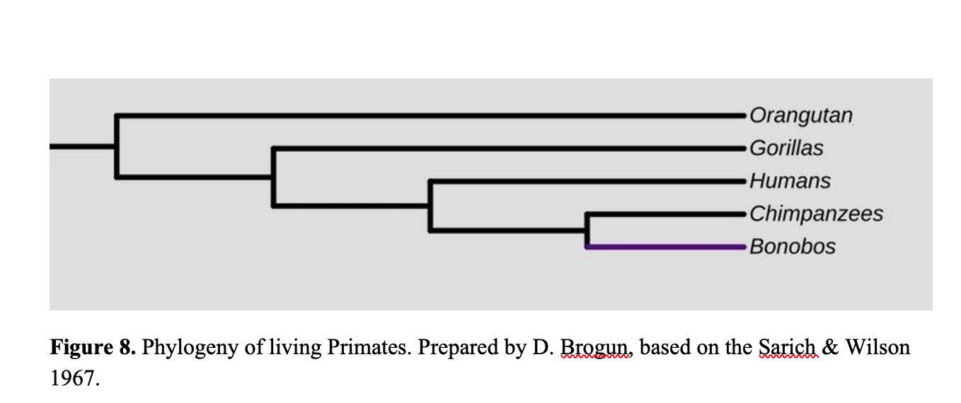 Figure 8. Phylogeny of Living Primates. Prepared by Dmitry Brogun, based on the Sarich & Wilson 1967.  A phylogenetic tree is represented by the horizontal lines connected via vertical lines at the end of each horizontal line there is a name of an organism. Starting from the top Orangutan, Gorillas, Humans, Chimpanzees, and Bonobos.