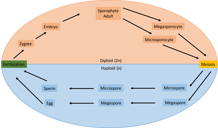 Figure 1. Alternation of generations, depicting the sporophyte part of the lifecycle above and the gametophyte portion of the life cycle below. The sporophyte states begins after the union of the egg and sperm as a result of fertilization, forming a zygote, embryo, adult sporophyte. Megasporocyte and microsporocyte is also indicated. The gametophyte stages begins with meiosis, producing microspores and megaspores. Sperm and egg are also indicated.