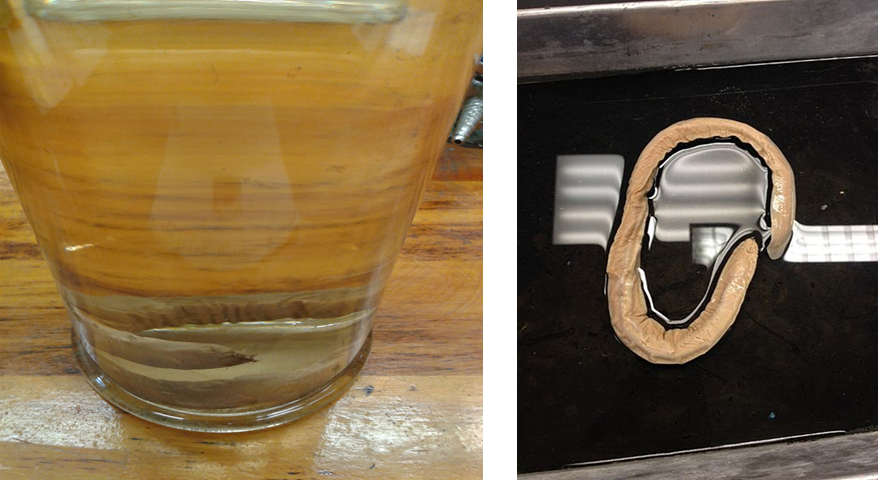 On the left, a preserved hagfish specimen in a jar; on the right, a preserved hagfish specimen on a dissecting tray