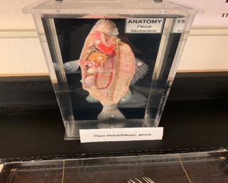 Model of a perch with its internal anatomy displayed