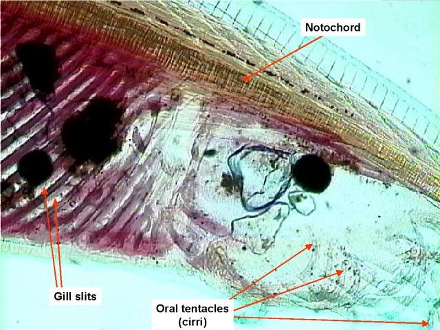 Gill slits, notochord, and oral tentacles (cirri) labeled on a section of a lancelet