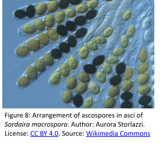 Linear arrangement of microscopic, spherical, green or black ascospores in thin, translucent sacs called asci. There are eight ascospores per ascus.