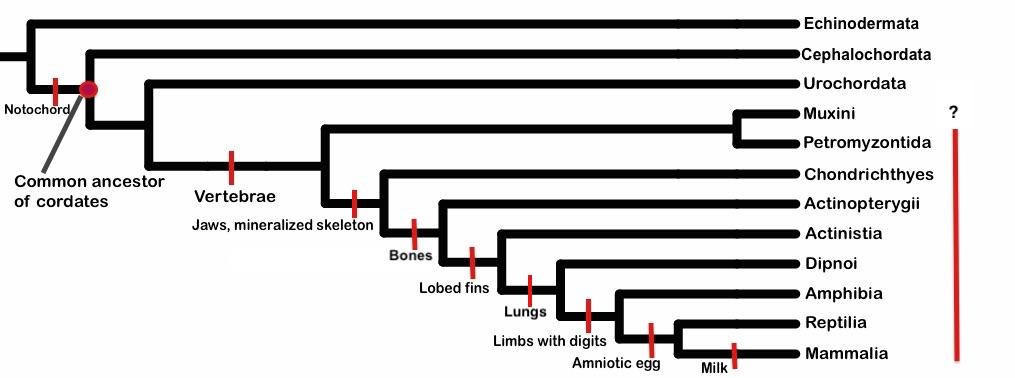 Phylogenetic tree of the deuterostomes, including Phylum Echinodermata, and their distinguishing anatomical features; Cephalochordata and Urochordata are not vertebrates; Muxini has a question mark; and Petromyzontida, Chondrichthyes, Actinopterygii, Actinistia, Dipnoi, Amphibia, Reptilia, and Mammalia are vertebrates