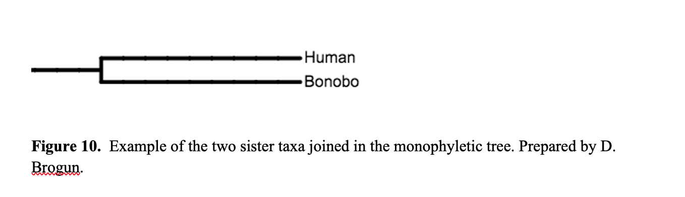 Figure 10.  Example of the two sister taxa joined in the monophyletic tree. Prepared by Dmitry Brogun. The top branch is represented by a Human and the lower branch is represented by Bonobo.
