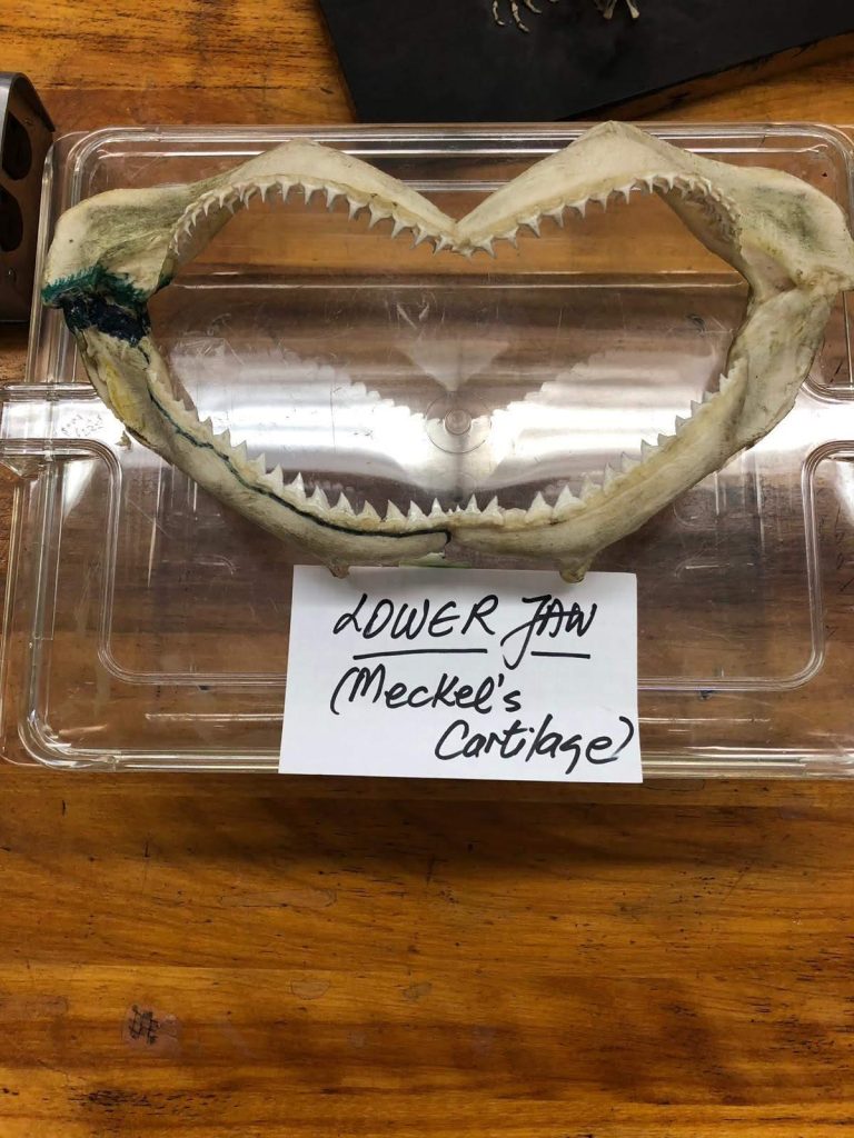 Specimen of a shark’s jaw labeled “lower jaw, Meckel’s cartilate”