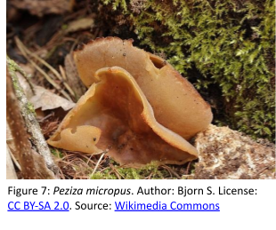 An amber-colored, thin-walled, cup-shaped fungus growing on a forest floor. No scale is provided, but the cup appears to be approximately 4-5 cm in diameter.