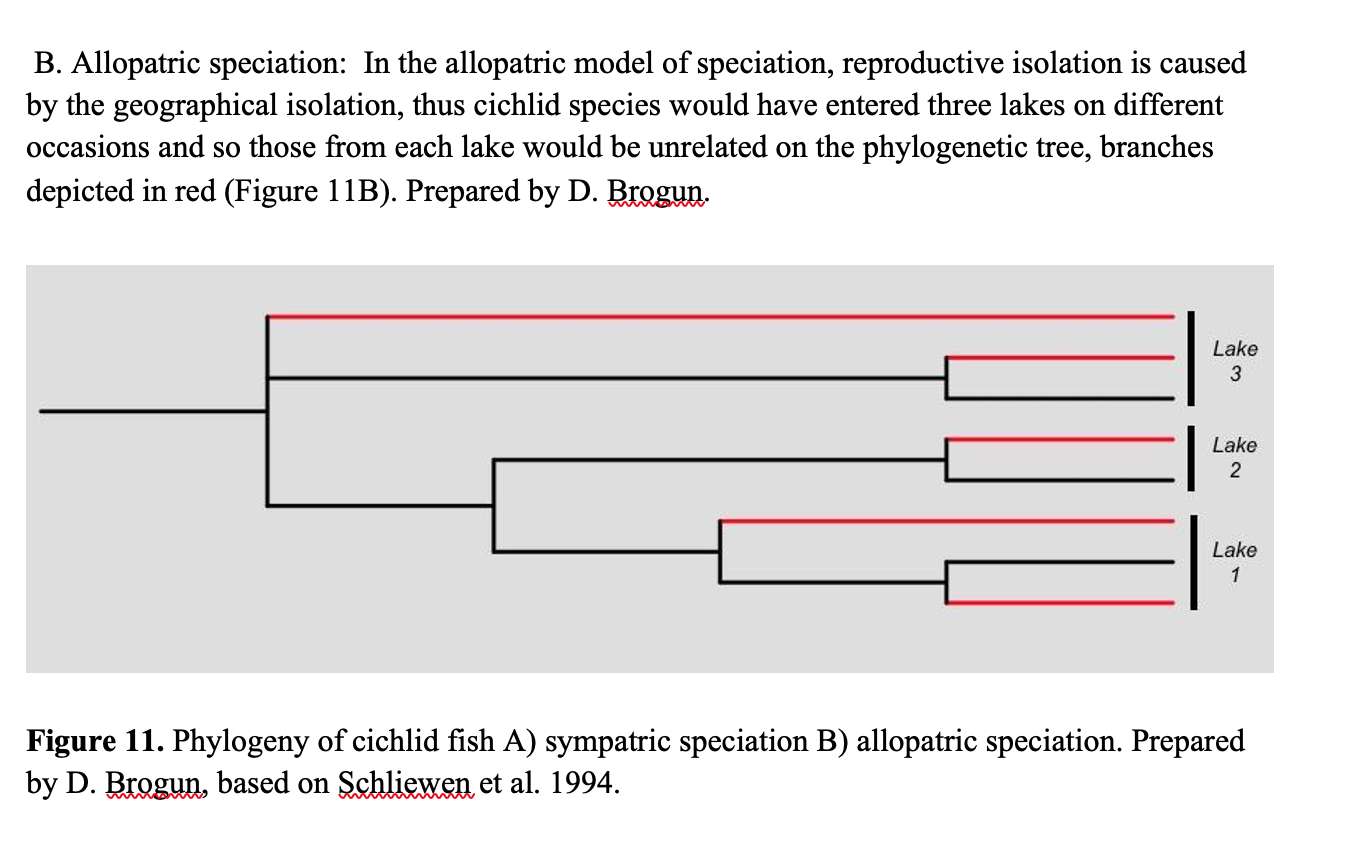 Figure 11 B. Phylogeny of cichlid fish representing allopatric speciation. Prepared by Dmitry Brogun, based on Schliewen et al. 1994.  Depicts a phylogenetic tree with the horizontal lines connected via vertical lines at the end of each horizontal line there is a name of a lake grouping fish into the three lakes. In the allopatric model of speciation, reproductive isolation is caused by geographical isolation, thus cichlid species would have entered three lakes on different occasions and so those from each lake would be unrelated on the phylogenetic tree, branches depicted in red are pointing towards the three lakes, lake one, two and three.