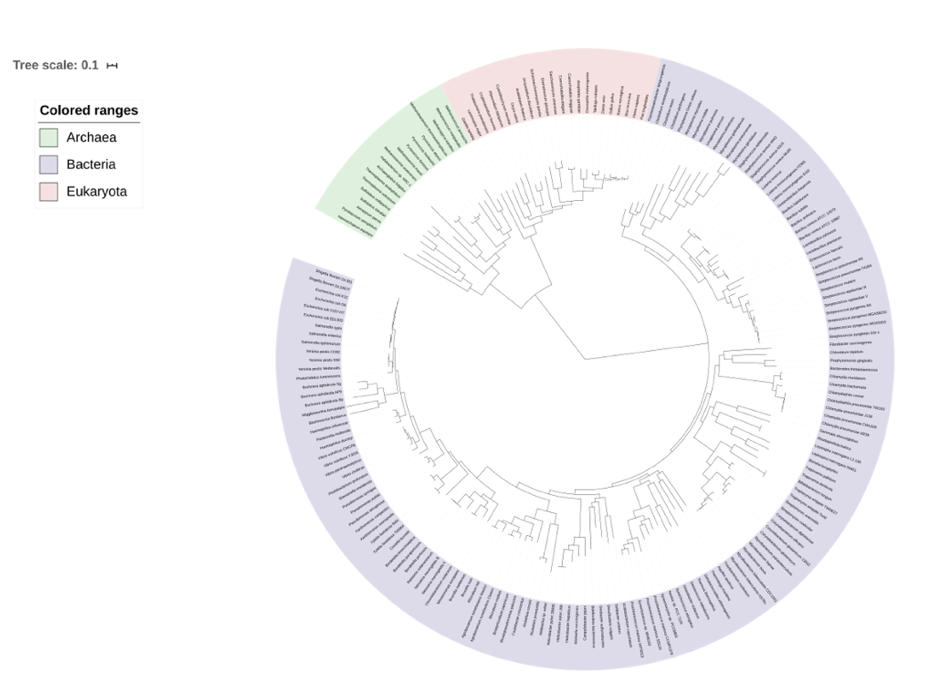 Figure 1 depicts the Tree of Life (Author Dmitry Brogun) Phylogenetic tree depicted as a circle with names of organisms listed at the tips of the branches of the phylogenetic tree. Organisms' names are enclosed by the red underline represent Eukaryotes, organisms' names are enclosed by the green underline represent Archae, and organisms' names are enclosed by the purple underline represent Bacteria. It presented by the multiple three branches on the phylogenetic tree indicating ancestral lineage by the line from left to right connected to the vertical line that then connected to two horizontal lines. The entire tree looks like a sun with branches sticking outward.