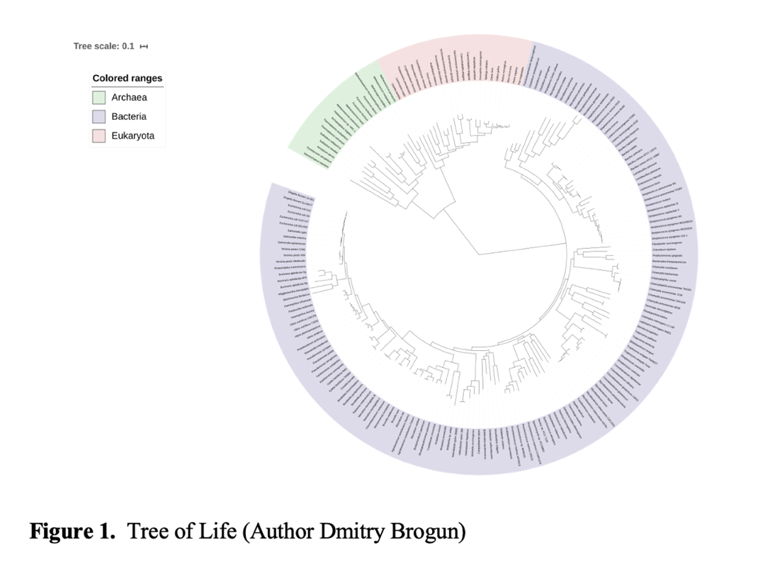 Figure 1 depicts the Tree of Life (Author Dmitry Brogun) Phylogenetic tree depicted as a circle with names of organisms listed at the tips of the branches of the phylogenetic tree.  Organisms' names are enclosed by the red underline represent Eukaryotes, organisms' names are enclosed by the green underline represent Archae, and organisms' names are enclosed by the purple underline represent Bacteria.  It presented by the multiple three branches on the phylogenetic tree indicating ancestral lineage by the line from left to right connected to the vertical line that then connected to two horizontal lines.  The entire tree looks like a sun with branches sticking outward.
