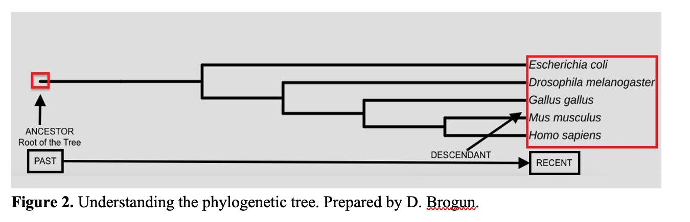 Figure 2 depicting a phylogenetic tree. Horizontal lines connected via vertical lines period at the end of each horizontal line there is a name of an organism. Starting from the top bacteria, Fruit fly, chicken, mice, and humans.  Names of organisms are listed on the right side of the phylogenetic tree.  Organisms' names are enclosed by the red square rectangle, which is indicated by an arrow as descendants. The root of the tree is squared by a black rectangle on the left and pointed by an arrow indicating an ancestor.  At the bottom of a picture, there is a long black arrow pointing from left to right. Left side indicating the past and the right side indicating recent time.