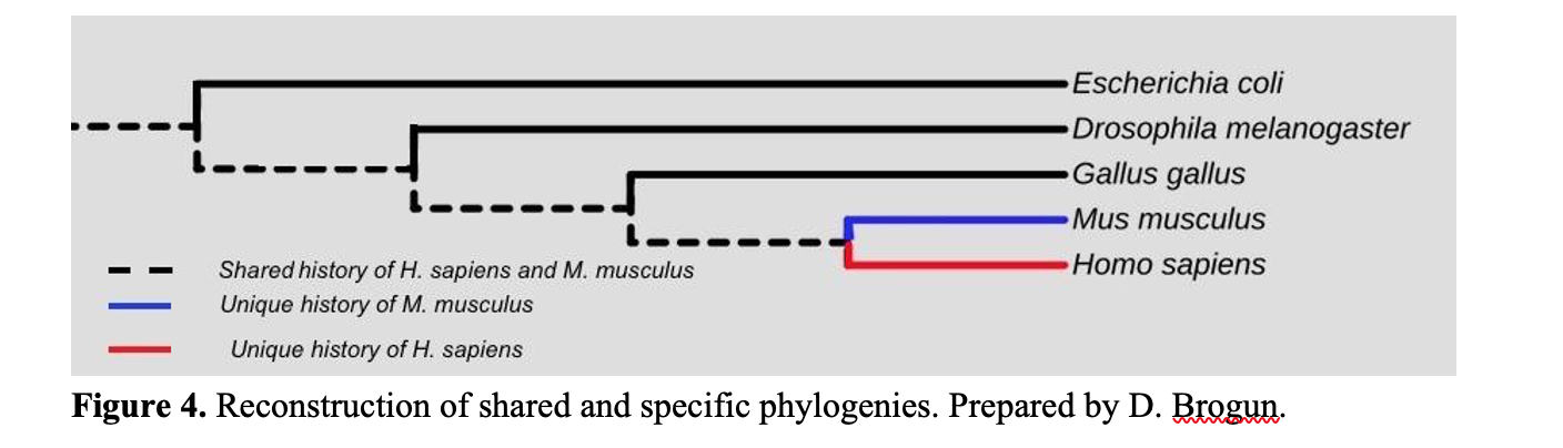 Figure 4. Reconstruction of shared and specific phylogenies. Prepared by Dmitry Brogun. Horizontal lines connected via vertical lines period at the end of each horizontal line there is a name of an organism. Starting from the top bacteria, Fruit fly, chicken, mice, and humans.  Names of organisms are listed on the right side of the phylogenetic tree.  
The tree branches are represented by discontinuous lines indicating the shared history of Humans and mice.  They end at the tree branch shared by humans and mice. The rest of the lines are solid and continuous.