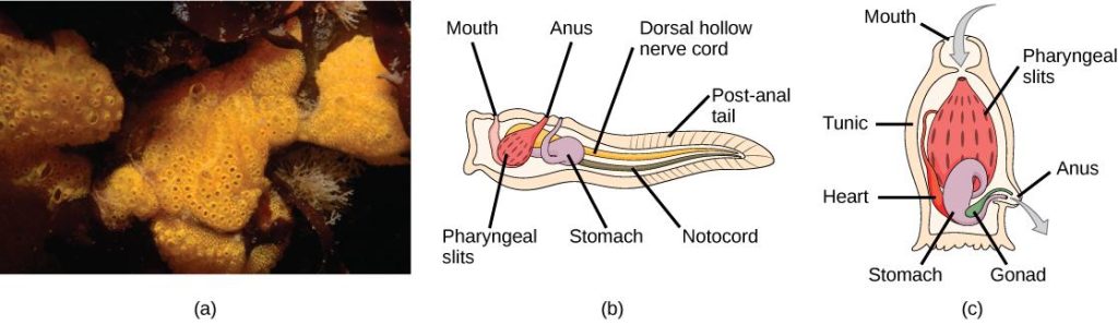 On the left, a photo of a colony of tunicates; in the center, a diagram with mouth, pharyngeal slits, stomach, anus, dorsal hollow nerve cord, notocord, and post-anal tail labeled; on the right, a diagram with mouth, pharyngeal slits, tunic, heart, stomach, anus, and gonad labeled