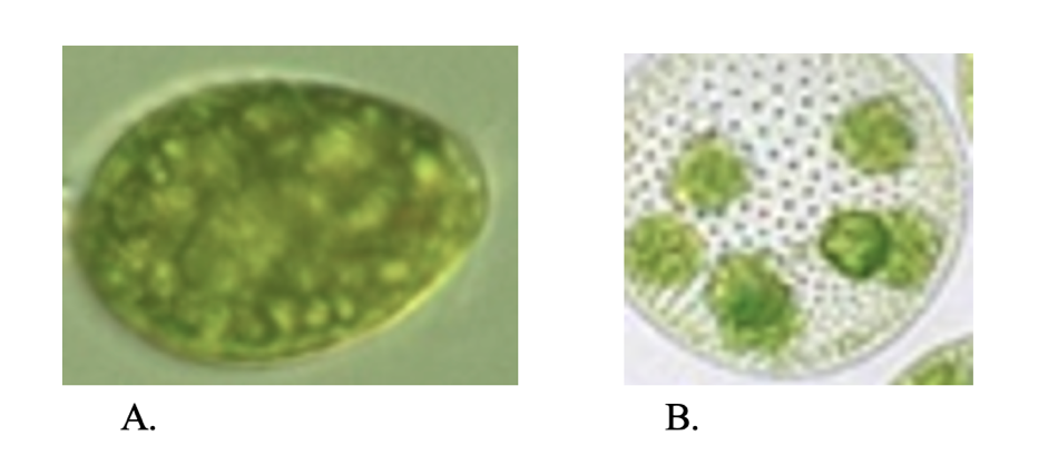 Figure 5. A. Unicellular green algae Chlamydomonas reinhardtii, and B. Colonial green algae Volvox carteri under light microscopy (1000X). Author: Dmitry Brogun Oval shape, green colore cells in part A And green large sphere with small green balls inside in part B.