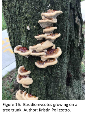 A group of shelf fungi growing on a tree, like steps in a staircase. Each fungus is semicircular, with a thick light brown edge and darker brown center. The flat edge adheres to the trunk, while the curved edge faces outward.